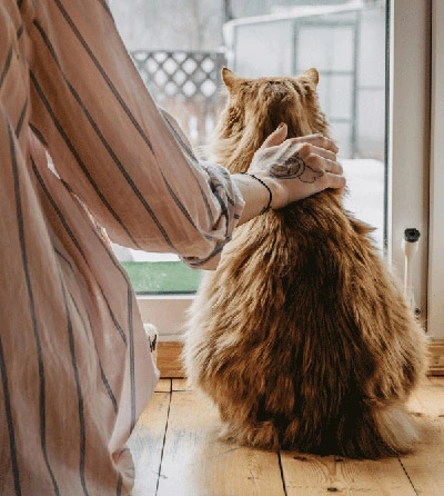 communication animale chat