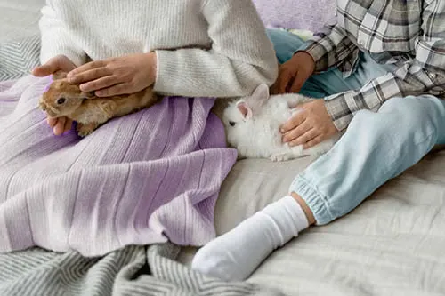 communication animale chat chien