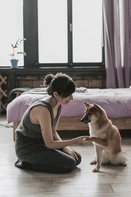 communication animale chat chien